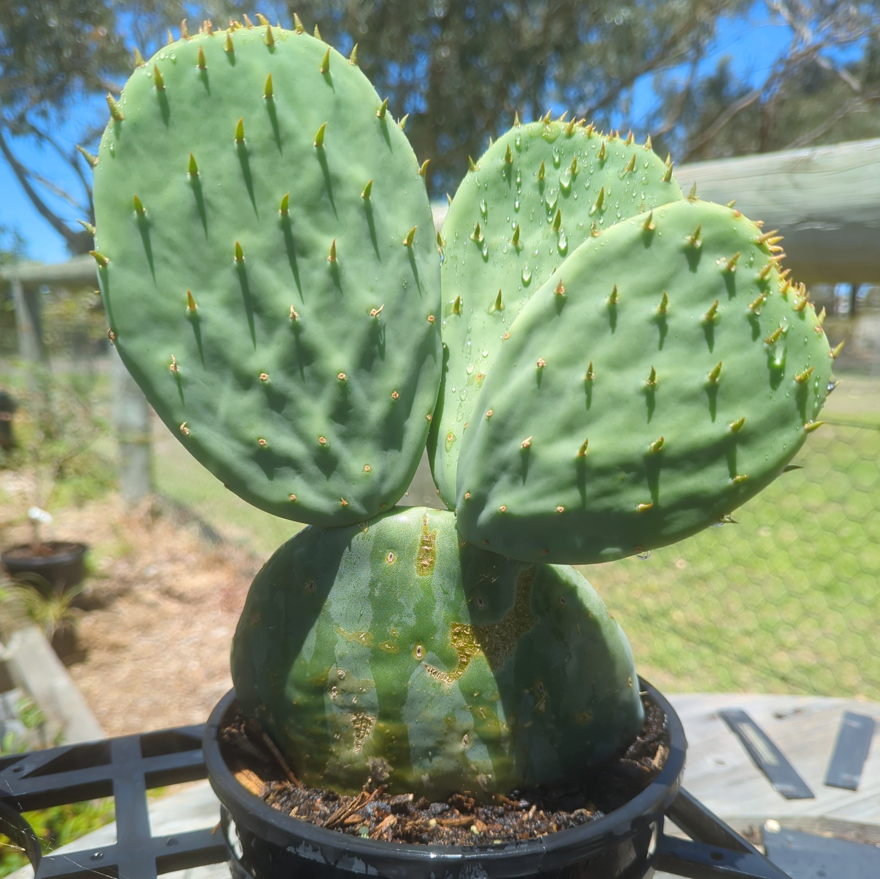 Opuntia Burbank Spineless For Sale Australia Buy Online Nidus